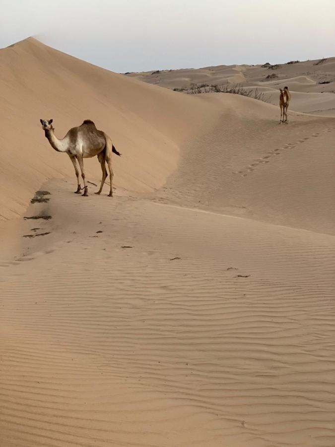 Отель Golden Palm Oasis Fulayj al Masha'ikh Экстерьер фото